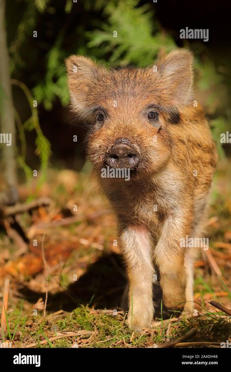 Download this stock image: Wild boar (Sus scrofa) piglets in forest, UK. - 2AADH48 from Alamy's library of millions of high resolution stock photos, illustrations and vectors. Wild Boar, Picture Library, Nature Pictures, Pigs, Photo Image, High Resolution, Stock Images, Forest, Resolution