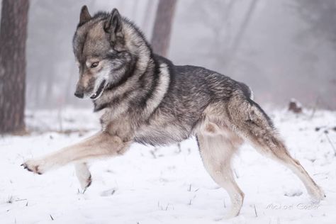 Wolf look-alike Siberian Husky on Instagram: “Someone wrote us that Ninja just stands around 😀 . So here you can see Ninja jumping around extremely happy. He will throw his front paws…” Jumping Wolf, Wolf Jumping, Wolf Anatomy, Wolf Sitting, Anatomy Skeleton, Wolf Walking, Animal Paws, Wolf Poses, Husky Puppies For Sale