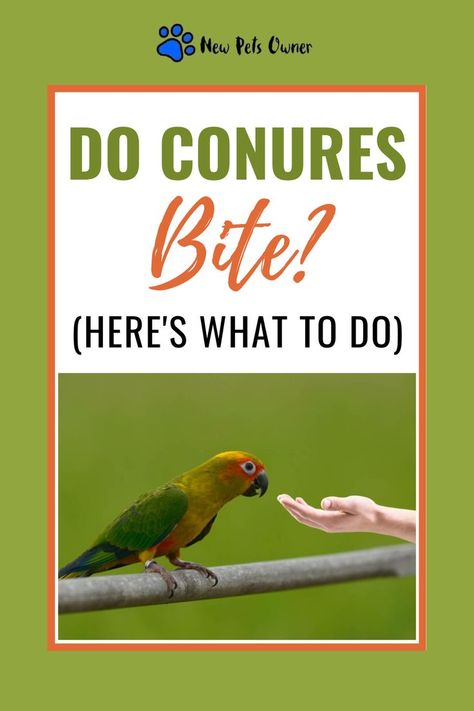 Do Conures Bite? (Here’s What to Do) Conure Toys, Types Of Pet Birds, Conure Bird, Conure Parrots, Sun Conure, Human Interaction, Pet Bird, Positive Reinforcement, Pet Training