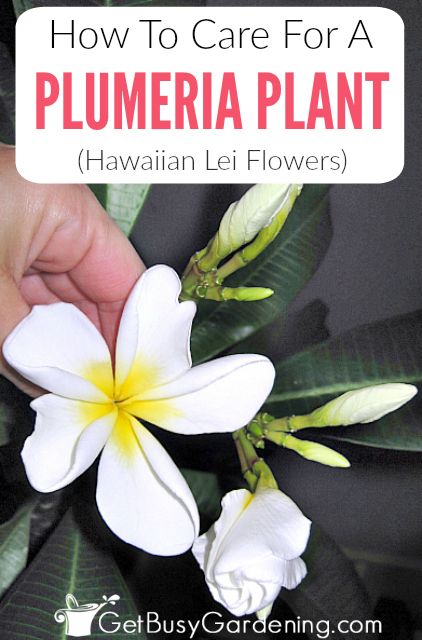 Plumerias (Hawaiian frangipani) are popular tropical plants that are easy to grow. Learn everything you need to know about how to grow plumerias with these detailed plumeria plant care instructions, including watering, indoor lighting, fertilizer, soil, pest control, how to prune plumeria, and fixing common problems. Plumeria Care, Plumeria Plant, Garden Landscaping Design Ideas, Plumeria Tree, Plant Care Guide, Snake Plant Care, Plant Care Instructions, Container Garden Design, Plant Care Houseplant