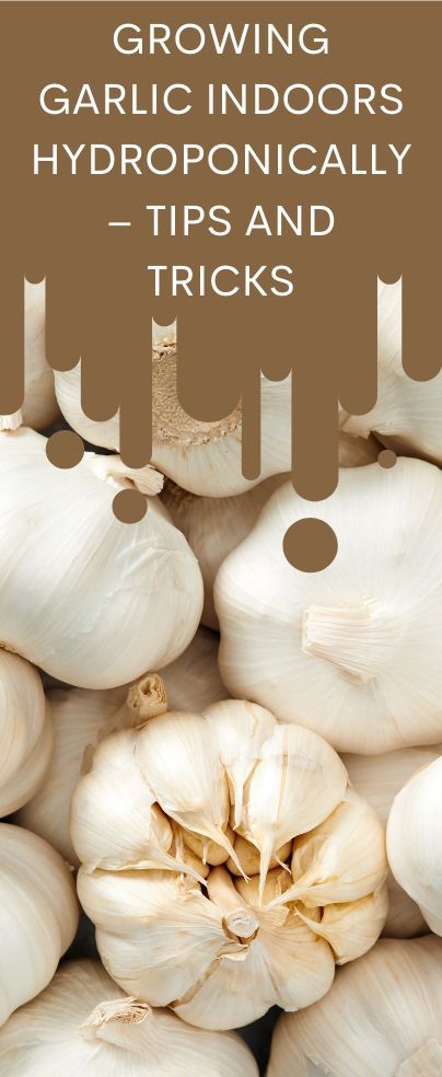 Growing garlic indoors hydroponically? You have come to the right place. Today on the blog, we will share with you some tips on growing garlic hydroponics. Indoor Fruit Plants, Grow Garlic Indoors, Growing Garlic, Hydroponic Gardening, House Plants Indoor, Garden Tips, Grow Your Own, Hydroponics, Indoor Garden