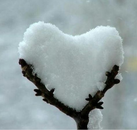 Snow on branch, heart shaped. Heart In Nature, I Love Snow, 카드 디자인, Have Inspiration, I Love Heart, Airbrush Art, Winter Beauty, Winter Wonder, Heart Art