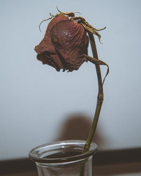 Rose Wilting, Horror Flowers, Noir Romance, Wilting Rose, Dead Nature, Dead Rose, Wilted Rose, Wilted Flowers, Dying Flowers