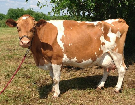 Guernsey Cow A1 Milk Anglo Nubian Goats, Gado Leiteiro, Jersey Cattle, Goats For Sale, Guernsey Cow, Boer Goats, Mini Cows, Dairy Cattle, Cow Pictures