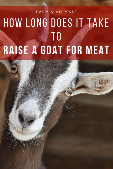 Goat meat is becoming more popular in the US because of the popularity of homesteading and self sustainability, as well as migration of people of various ethnic groups who traditionally consume goat meat. Compared to many types of meat animals, goats are cost-effective, quick and easy to raise, and their meat is low-fat and very healthy. In this article, we discuss some of the basics of raising meat goats. Read on to learn more about how long does it take to raise a goat for meat. Raising Meat Goats, Meat Animals, Meat Goats, Nigerian Goats, Sustainable Homestead, Goat Recipes, Nubian Goat, Goat Care, Meat Stick