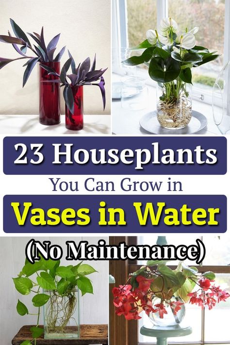 Water Growing Plants Houseplant, Plants Living In Water, Hydroponic Plants Indoor Decor, Plants In Vases Houseplant, House Plants That Can Live In Water, Outdoor Plants That Can Be Grown Indoors, Growing Plants In Water Houseplant, Plant That Grows In Water, Plants That Root In Water