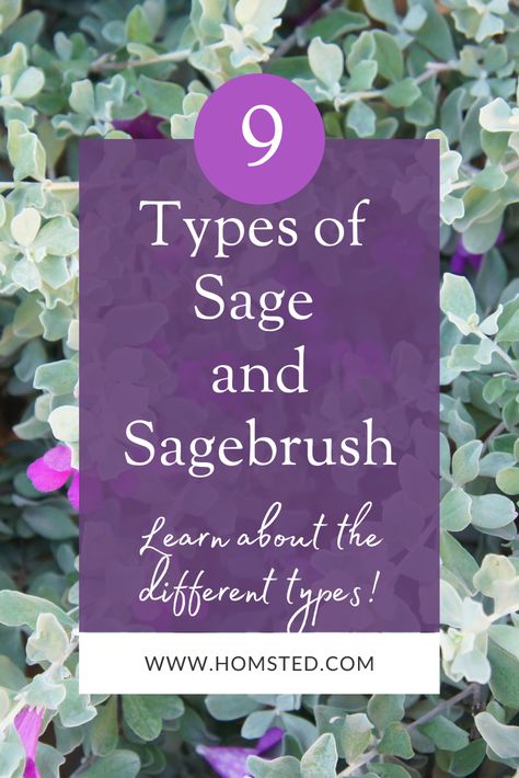 It is somewhat confusing when discussing sages as there are many types of plants, some even unrelated, that are referred to as ‘sage’. But, in reality, there are basically two types of groups that are referred to as “sage”: true sages of the Salvia genus and (2) sagebrush of the Artemisia genus. Here, you’ll find out what makes those differences, how to identify each plant, and how to use them. #herbalmedicine #sage #sagebrush #sageuses #sageplants #herbprofiles Sage Plant Landscaping, Sage Bush Shrubs, Sage Plants Perennials, Wild Sage Plant, Purple Sage Plant, Types Of Sage Plants, Sage Varieties, Different Types Of Sage, Perennial Landscaping