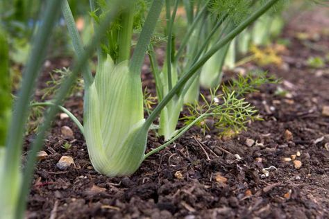 Growing Fennel, Growing Kale, Gardeners World, Foeniculum Vulgare, Culinary Herbs, Growing Fruit, Organic Seeds, Herb Seeds, Ornamental Plants