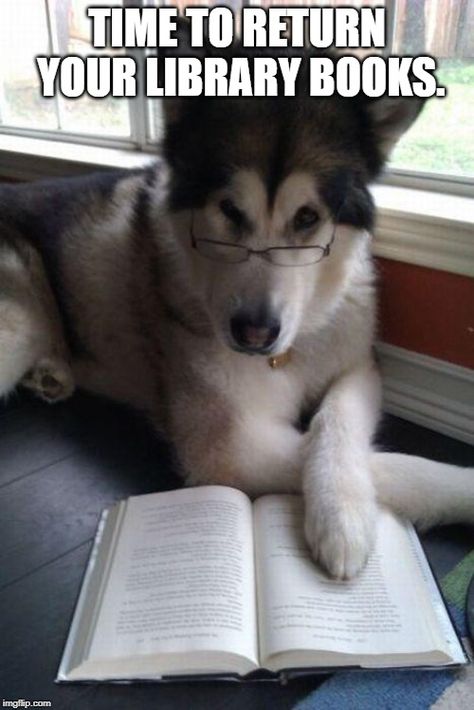 School Libraries, Library Books, Library, Librarian, school vacation, dogs, book returns Dog Puns, Funny Dog Photos, An Open Book, Husky Mix, Dump A Day, Blue Heeler, صور مضحكة, Open Book, Chow Chow