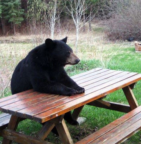 black bear sitting on picnic table waiting lunch              today we got vegetables salad :)       huh           how about no... :D    ... Nosara, Funny Bears, Love Bear, Black Bear, 귀여운 동물, Brown Bear, Bones Funny, Polar Bear, Animals Beautiful