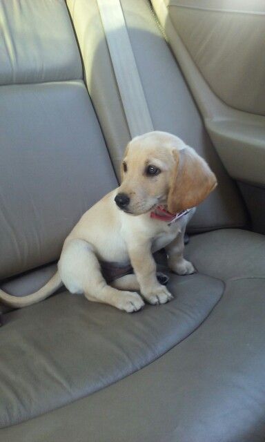 Baby Dachshund, Golden Retriever Mix, My Puppy, Weenie Dogs, Dachshund, Baby Animals, Golden Retriever, Labrador Retriever