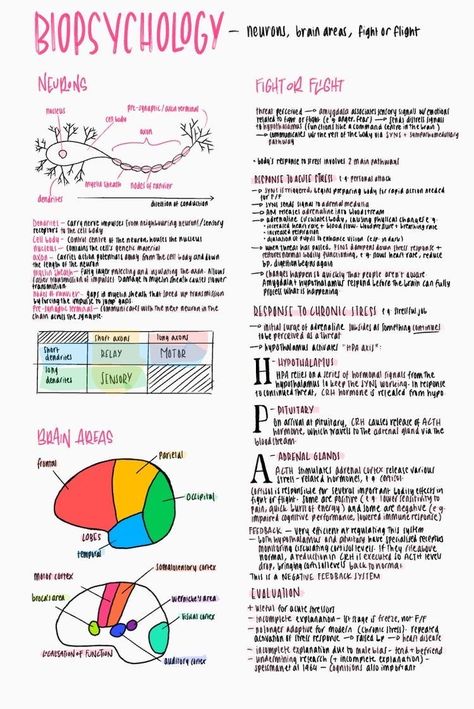 How The Brain Works Psychology, Study Psychology Notes, How To Revise For Psychology, Biological Approach Psychology Notes, Good Notes Psychology, Psychology Student Tips, Aqa Alevel Psychology, Psychology Notes University, Psychology Aqa A Level