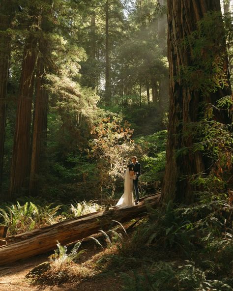 Part two of Maya & Nate 🤍 we chased rays of light and pockets of sunshine and wandered among the biggest trees and it was most idyllic My last trip to the redwoods this year was 10/10 #redwoodsnationalpark #redwoodselopement #nationalparkelopement #californiaelopement #adventureelopementphotographer #destinationelopement #forestelopement Redwoods elopement, national park elopement, elopement inspiration, Washington elopement photographer, Oregon elopement photographer, redwoods elopement... Moody Forest Elopement, Olympic National Park Elopement, Redwoods Photography, Rainforest Elopement, Redwood Elopement, Woods Wedding Photos, Redwoods Elopement, Redwood Wedding, Forest Elopement