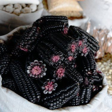 This is an absolutely beautiful dark dark purple corn. Also known as Kculli this ancient type of... Black Vegetables, Peruvian Corn, Black Corn, Purple Vegetables, Purple Corn, Black Fruit, Goth Garden, Gothic Garden, Witch Garden