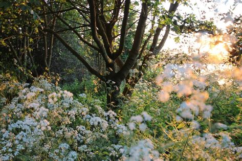 #cottagecore #Fairycore #720P #wallpaper #hdwallpaper #desktop Trees And Flowers, Cottagecore Aesthetic, In The Woods, Aesthetic Wallpaper, The Sun, Trees, Sun, Flowers