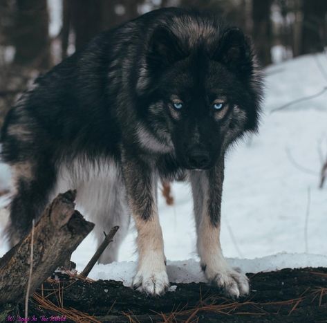 SASSY, female, June 3rd 2017 FROM CANADA [Agouti  SIBERIAN HUSKY] Instagram: @thehuskyjoey @working_dogs_in_the_world Husky Brown, Agouti Husky, Siberian Husky Training, Red Siberian Husky, White Siberian Husky, Wolf Husky, Siberian Husky Dog, Siberian Husky Puppies, Pretty Dogs