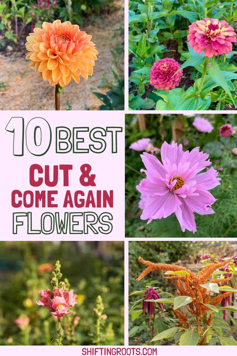 10 BEST CUT AND COME AGAIN FLOWERS | Shifting Roots All Year Garden Plants, Zone 6 Gardening Flowers, Cut Flower Garden Plans Layout, Pnw Flower Gardens, Beginner Cut Flower Garden Layout, Perinial Flowers Garden Ideas, Zone 5 Flower Garden, Zone 9 Flowers, Zone 7 Flower Garden