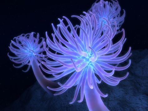 The Deep Sea Anemone Underwater Beauty, Creature Marine, River Monsters, Purple Stuff, Fauna Marina, Air Tawar, Sea Anemone, Star Dust, Beautiful Sea Creatures