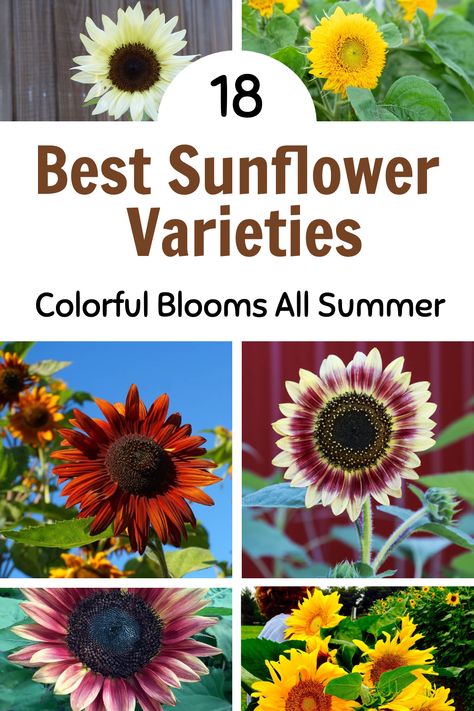 Discover the 18 best sunflower varieties for vibrant, colorful blooms all summer long. Perfect for adding beauty to your garden or backyard landscaping. Whether you're new to gardening or a seasoned pro, our guide has you covered. Check out our blog for the full list and pin this to bring summer sunshine to your outdoor space! Different Sunflower Colors, Sunflower Backyard Ideas, Sunflowers Planting Ideas, Sunflower Garden Ideas, Pictures Of Sunflowers, Sunflower Varieties, Mammoth Sunflower, Blooms All Summer, Raising Farm Animals