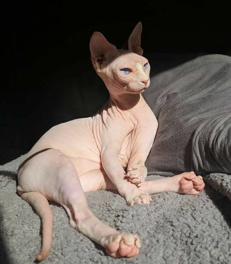 Gato Sphynx, Cute Hairless Cat, Chat Sphynx, Sphinx Cat, Hairless Cat, Pretty Animals, Sphynx Cat, Cat Aesthetic, Sphynx