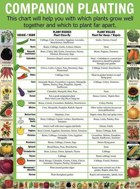 Planting Chart, Plantarea Legumelor, Kebun Herbal, Companion Planting Chart, Companion Gardening, Garden Companion Planting, Info Video, Vegetable Garden Planning, Veg Garden