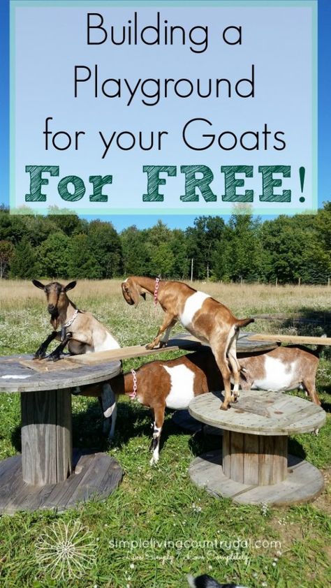 If you like rustic, natural and free then this playground for your goats is what you need! Diy Goat Toys, Goat Shelters, Goat Ideas, Goat Playground, Goat Toys, Keeping Goats, Animal Enrichment, Goat Shelter, Homestead Animals