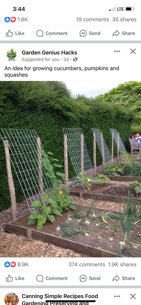 What Vegetables Need A Trellis, Biblical Motherhood, Seed Planting, Garden Hacks Diy, Berry Garden, Vegetable Garden Planner, Box Garden, Spring Planting, Dig Gardens