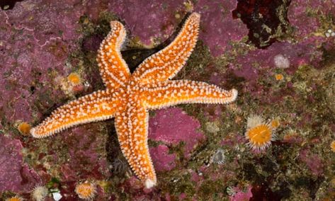 Types Of Starfish, Starfish Species, University Of Southampton, Some Interesting Facts, Sea Plants, Sea Floor, Body Form, Unusual Animals, Fishing Life