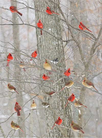 Wrenworks.com  David Kelch Cardinal Quotes, Quotes About Winter, Share Quotes, Bird Quotes, Flower Wallpapers, Simple Christmas Decor, Chinese Brush, Brush Painting, Quotes By Authors