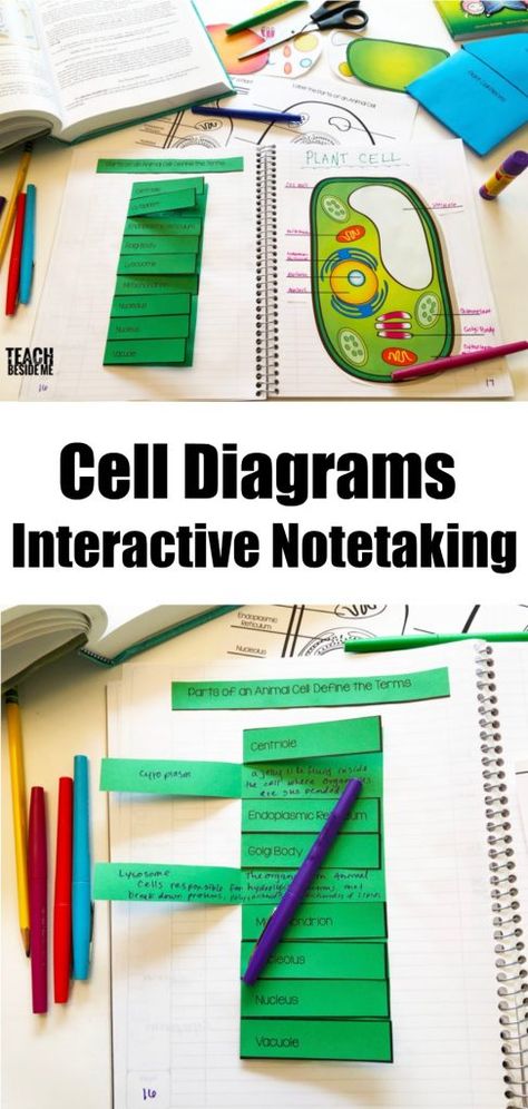 Teaching Biology Activities, Biology Cell, Biology For Kids, Cell Diagram, Biology Activity, Science Cells, Plant And Animal Cells, Interactive Notes, Biology Science