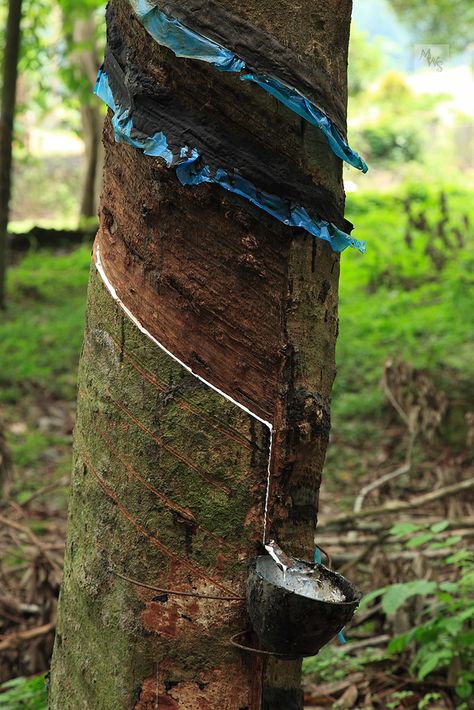 Rubber tree [Hevea]. The tree sap [Latex] running into collecting cup. Kerala, India; by Mikey Stephens Tree Sap, Rubber Plant, 5 Senses, Rubber Tree, Survival Mode, Kerala India, The Tree, Kerala, Environmentally Friendly