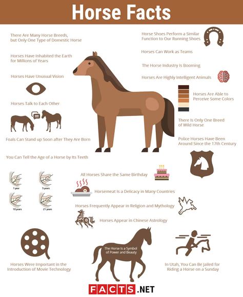 4h Horse Poster Ideas, Horse Facts Interesting, Horse Infographic, Horse Facts For Kids, Interesting Facts About Horses, Horse Notebook, Facts About Horses, Laughing Horse, Horses Breeds