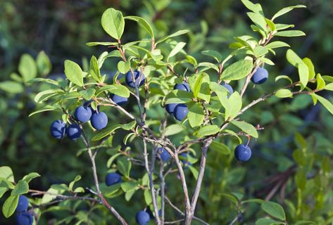 Growing berries in zone 9 may be challenging if you love fruits like blueberries that need a certain number of chilling days. But all is not lost. There are many zone 9 berry varieties that have been developed for less chilling time and tolerate high temperatures. Learn more here. Growing Blueberries Bushes, Growing Berries, Growing Blueberries, Building Raised Garden Beds, Blue Berries, Berry Plants, Indoor Vegetable Gardening, Zone 9, Blueberry Bushes