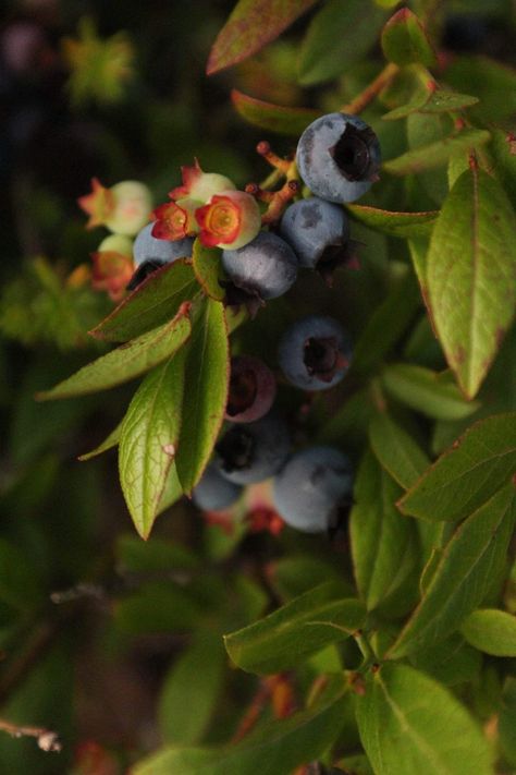 A bunch of wild blueberries are growing. Some berries are ripe and blue, others are more yellowish pink in colour, for they are not ripe yet. Lush green leaves can be found surrounding the blueberries. The sun is setting, and so the berries are illuminated by a golden yet vanishing light. The image is full of contrast due to the shadows. Blueberries Growing, Blueberry Bush, Growing Blueberries, Wild Food Foraging, Blueberry Plant, Berry Bushes, Blueberry Bushes, Wild Blueberries, Earthship