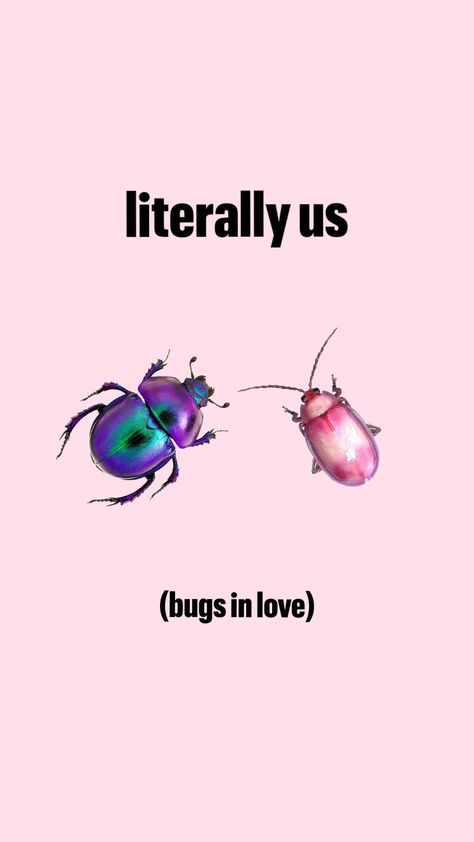 bugs in love fr #beetles Bug Lover Aesthetic, Bug Widgets, Bugs In Love, Goofy Memes, Silly Goofy, Beetle Bug, Love Bug, The Love Club, Love Bugs