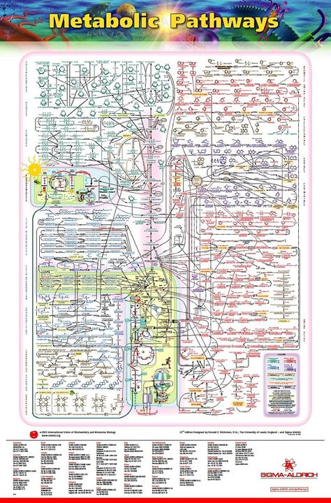 Metabolic Pathways, Human Cell, Biochemistry Notes, Biology Classroom, Basic Anatomy And Physiology, Chemistry Lessons, Chemistry Notes, Biology Notes, Cell Biology