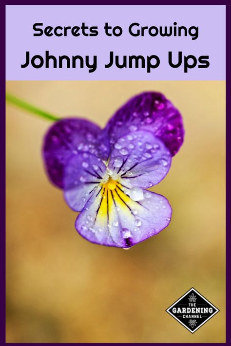 Johnny Jump Up flowers (Viola tricolor) are easy to grow in flower beds, borders, or containers. Although pretty to watch grow, be sure to harvest some as edible flowers. #gardeningchannel #gardening #growingflowers Flower Beds Borders, Johnny Jump Up Flowers, Viola Tricolor, Flower Bed Borders, Johnny Jump Up, Raised Flower Beds, Diy Lawn, Container Garden Design, Meteor Garden 2018