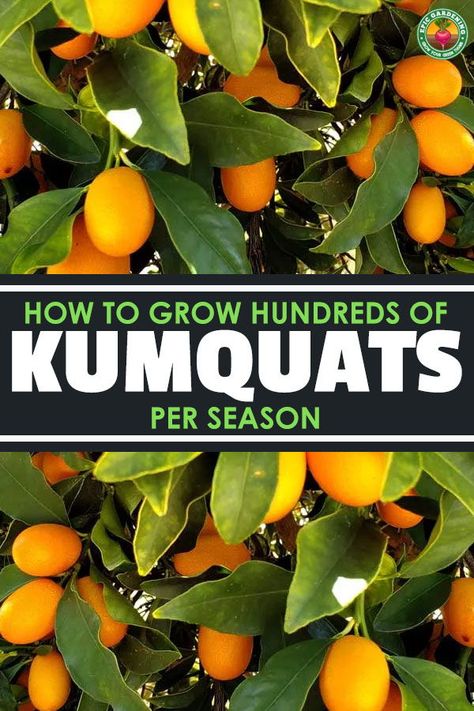 Kumquat Recipes, Growing Citrus, Kumquat Tree, Fruit Tree Garden, Wallpaper Food, Citrus Tree, Citrus Garden, Growing Fruit Trees, Citrus Trees