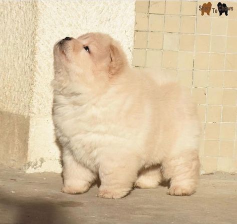 White Chow Chow, Chow Chow Dog, Cute Little Puppies, Fluffy Dogs, Pretty Animals, Silly Animals, Fluffy Animals, Little Puppies, Cute Cats And Dogs