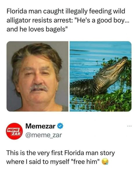 Florida Funny, Funny Headlines, Cool Beans, Funny Day Quotes, Florida Man, A Ray Of Sunshine, Ray Of Sunshine, Geek Life, Funny Animal Memes