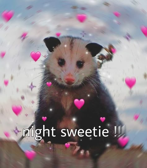 possum opossum goodnight wholesome reaction pic cute Im Awake Reaction Pic, Ur Cute Wholesome, Goodnight Pookie Bear Funny, Good Night Reaction Pic Cute, Silly Good Night, Goodnight Reaction Pic Funny, Goodnight Raccoon, Youre Cute Reaction Pics, Goodnight Mood Pics