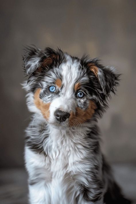 Australian Shepherd With Blue Eyes, Australian Shepherd Blue Eyes, Blue Merle Australian Shepherd Puppy, Blue Merle Australian Shepherd, Tiny Baby Animals, Blue Merle Aussie, Merle Australian Shepherd, Chasing Butterflies, Australian Shepherd Puppy