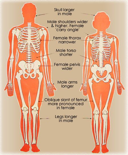 Male Anatomy Guidelines, Female Skeleton Reference, Sketch Guidelines, Human Bone Structure, Simplified Anatomy, Human Anatomy Female, Anatomy Female, Skeleton Muscles, Female Skeleton