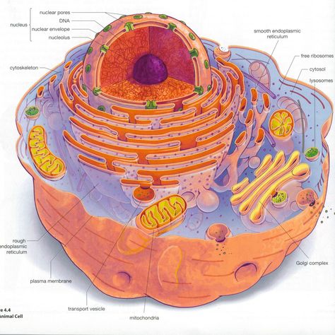 Eukaryotic Cell Drawing With Label, Eukaryotic Cell Diagram, Eukaryotic Cell Model, Eukaryotic Cell Drawing, Eyeball Diagram, Human Cell Diagram, Biology Pictures, Animal Cell Drawing, Cell Parts And Functions