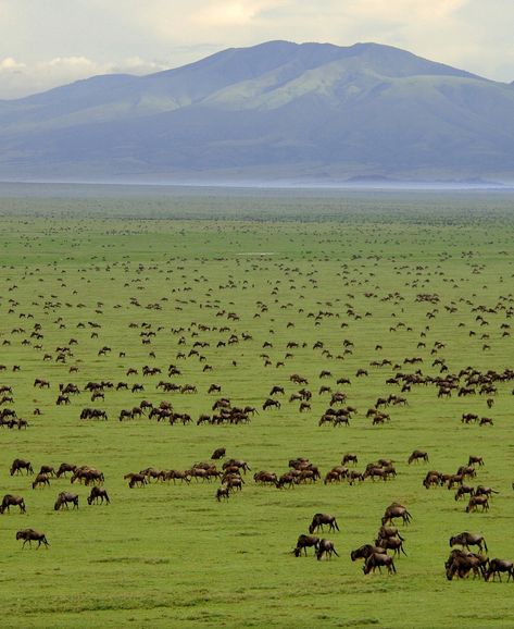 Serengeti National Park, Tanzania ! https://jesseyjay9.wordpress.com/2015/08/24/cheap-flights-africa/ Serengeti Tanzania, Tanzania Travel, Zhangjiajie, Tanzania Safari, Serengeti National Park, Afrikaanse Kunst, Green Field, Arusha, Snowdonia