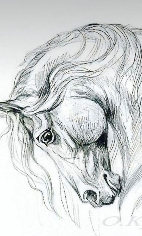 Angry Horse Drawing, Horse Sketch Art, Equine Art Pencil Drawings, Cai Arabi, Horse Pencil Drawing, Horse Head Drawing, Horse Stencil, Horse Tattoo Design, Horse Art Drawing