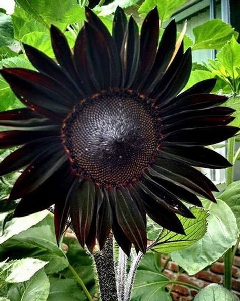 True Black Ornamental Sunflower Seeds  · Package: Professional Pack  · Quantity: 20 Seeds / Pack  · Zones: 1-11  · Germination rate: High Black Sunflower, Goth Garden, Red Sunflowers, Plantas Bonsai, Gothic Garden, Black Garden, Moon Garden, Unusual Flowers, Rare Flowers