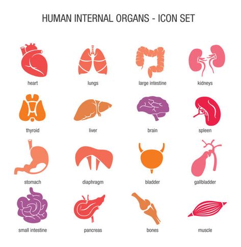 Best Anatomy Illustrations, Royalty-Free Vector Graphics & Clip Art - iStock Human Body Organs, Typographic Logo Design, Human Organ, Infographic Poster, Medical Design, Packaging Labels Design, Medical Illustration, Icon Set Vector, Free Vector Graphics