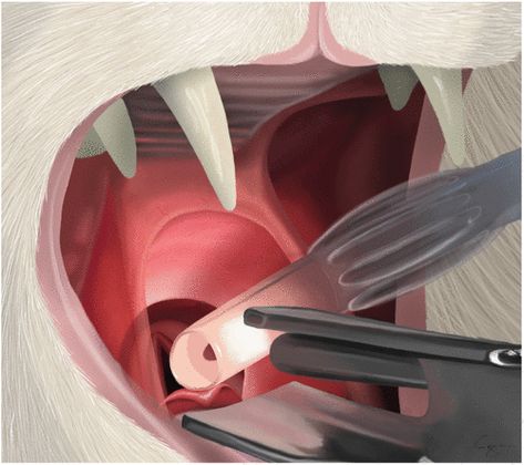 Vet Med Anesthesia, Vet Terminology, Veterinarian Technician, Veterinary Student, Veterinary Tech, Vet Tech Student, Vet Life, Veterinary Surgery, Med Vet