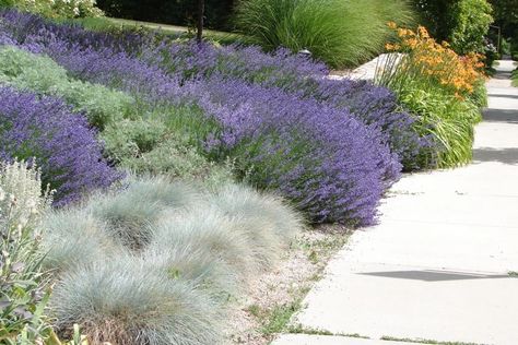 Low Maintenance Backyard, Blue Fescue, Foundation Planting, Planting Shrubs, Low Maintenance Landscaping, Ground Cover Plants, Pollinator Garden, Low Maintenance Plants, Green Lawn